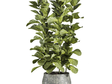 Plants set 3D Model