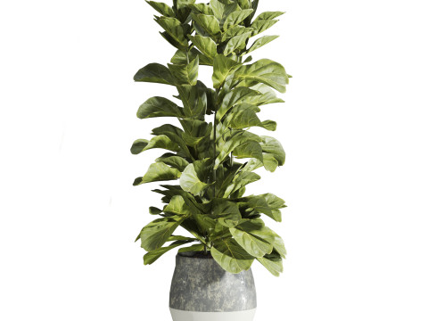 Plants set Model 3D