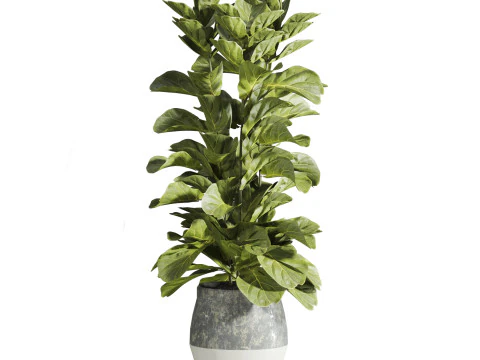 Plants set 3D Model
