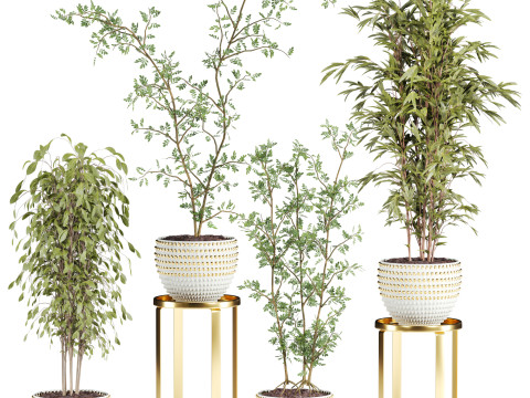 Plants set Modèle 3D