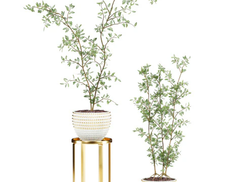 Plants set 3D Model