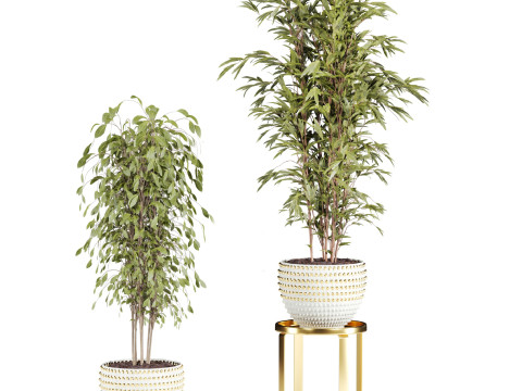 Plants set 3D मॉडल