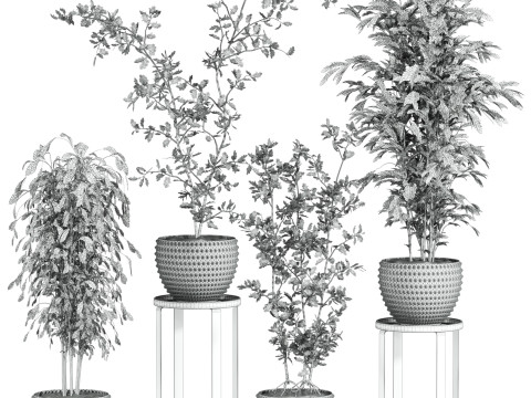 Plants set 3D मॉडल