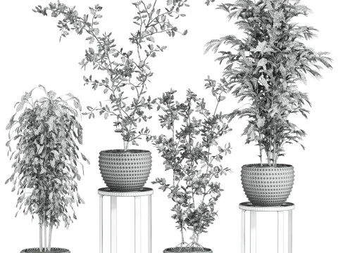 Plants set 3D Model