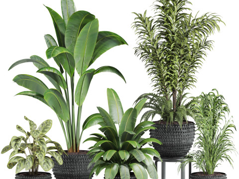 Plants set 3D Model