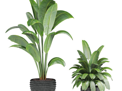 Plants set 3Dモデル
