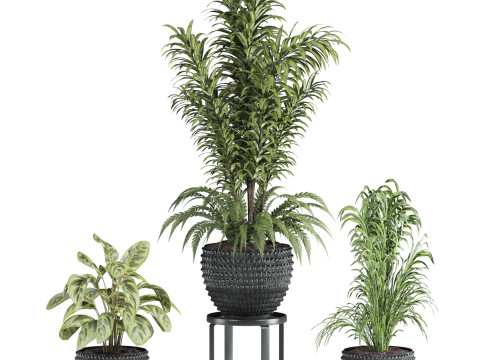 Plants set 3Dモデル