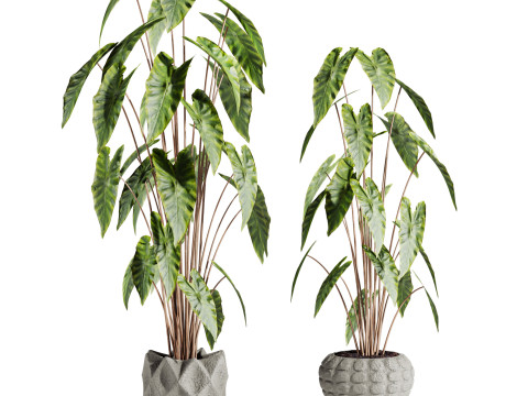Plants 3D Model