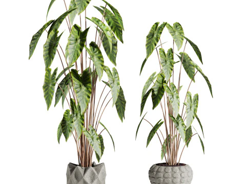 Растения 3D Модель