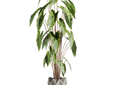Plants 3D 모델