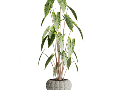 Plants 3D 모델