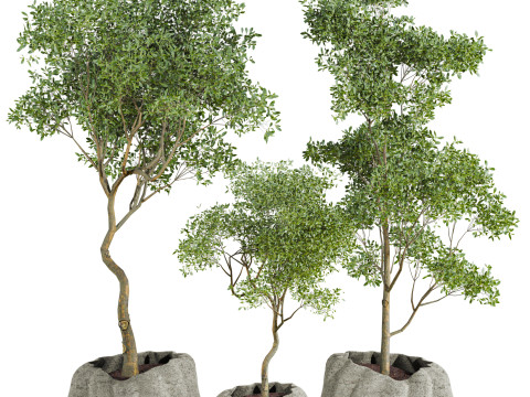 Plants set Model 3D