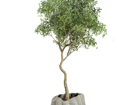 Plants set 3D 모델