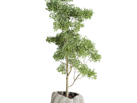 Plants set 3D 모델