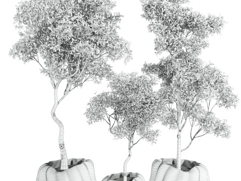 Plants set 3D 모델