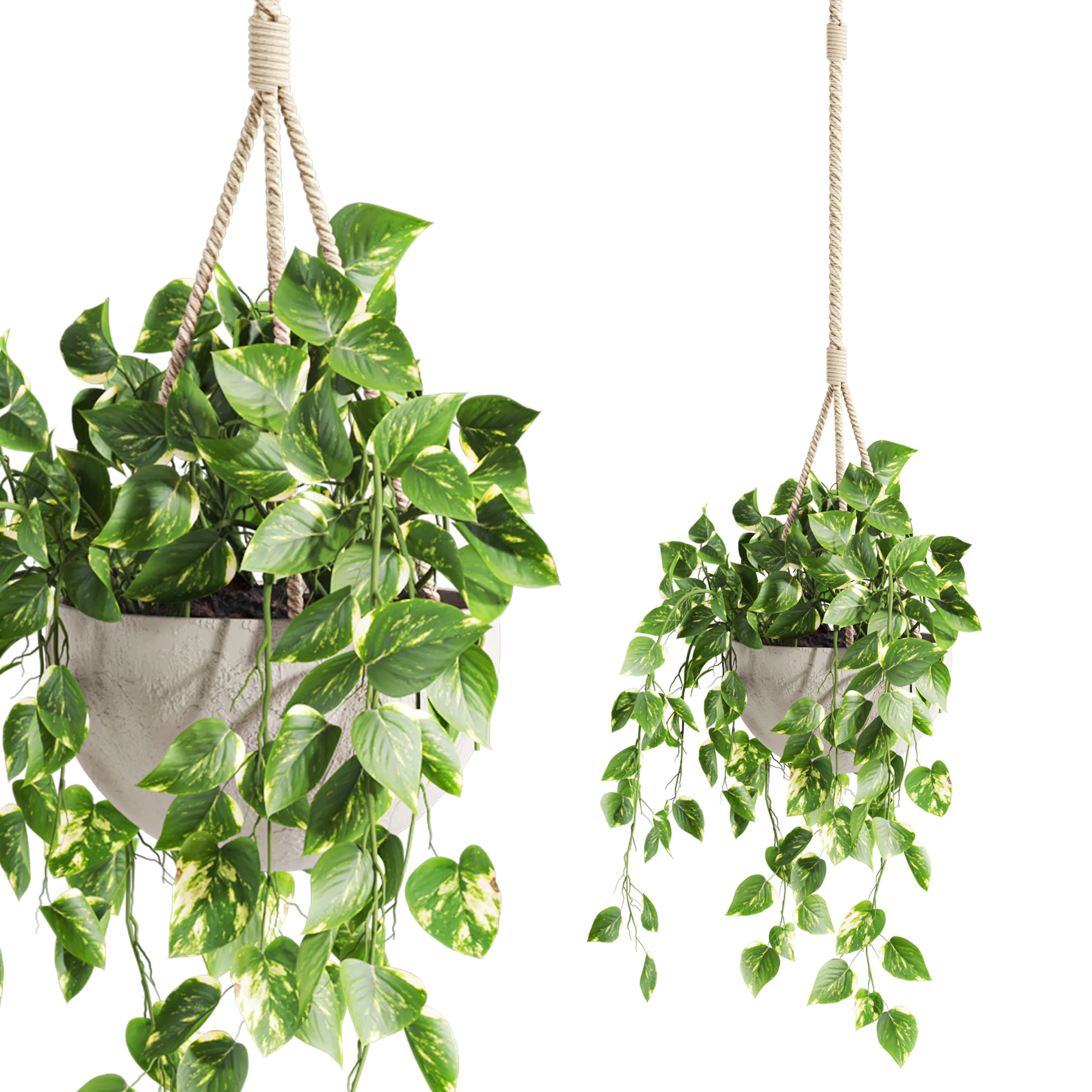 Hanging plant 3D Model .c4d .max .obj .3ds .fbx .stl .blend 