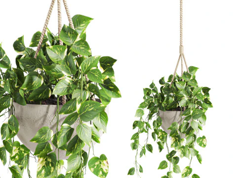 Planta colgante Modelo 3D