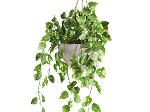 Hanging plant 3D Model