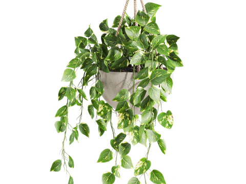 Hanging plant 3D Model