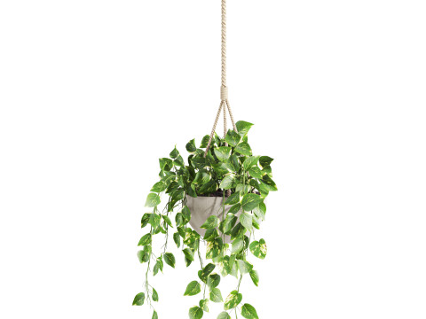 Hanging plant 3D Model