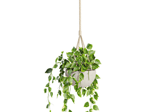 Hanging plant 3D Model