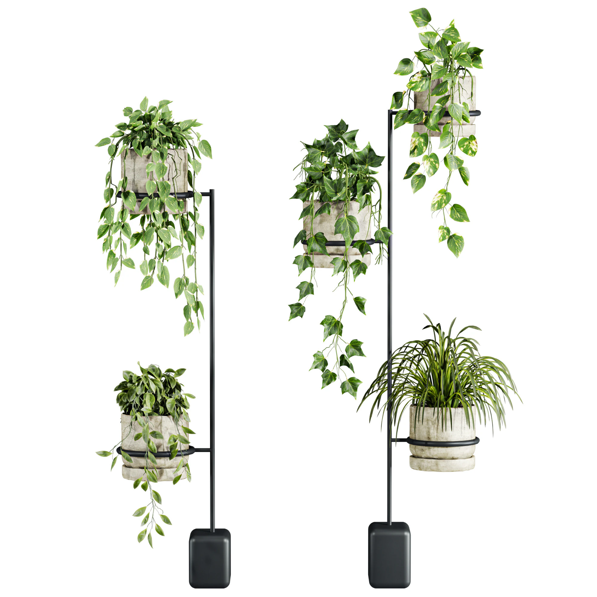 Ivy plants 3D Model .c4d .max .obj .3ds .fbx .stl .blend