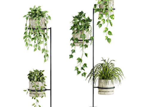 Ivy plants 3D Model