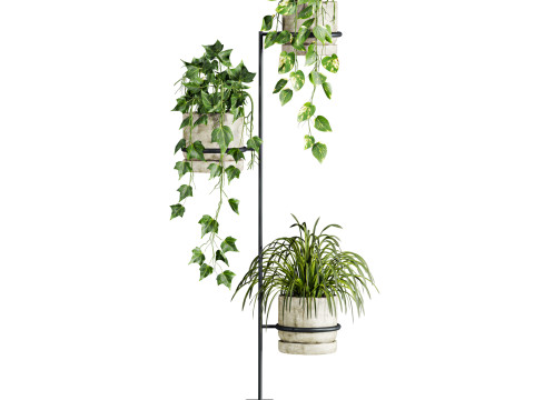 Ivy plants 3D Model