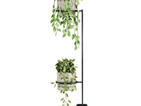 Ivy plants 3D Model