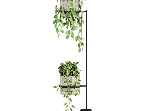 Ivy plants 3D Model