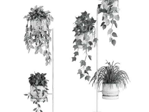 Ivy plants 3D Model