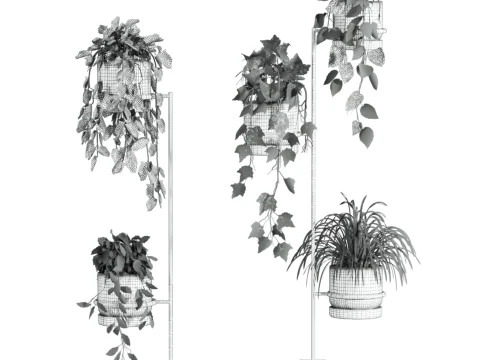 Ivy plants 3D Model