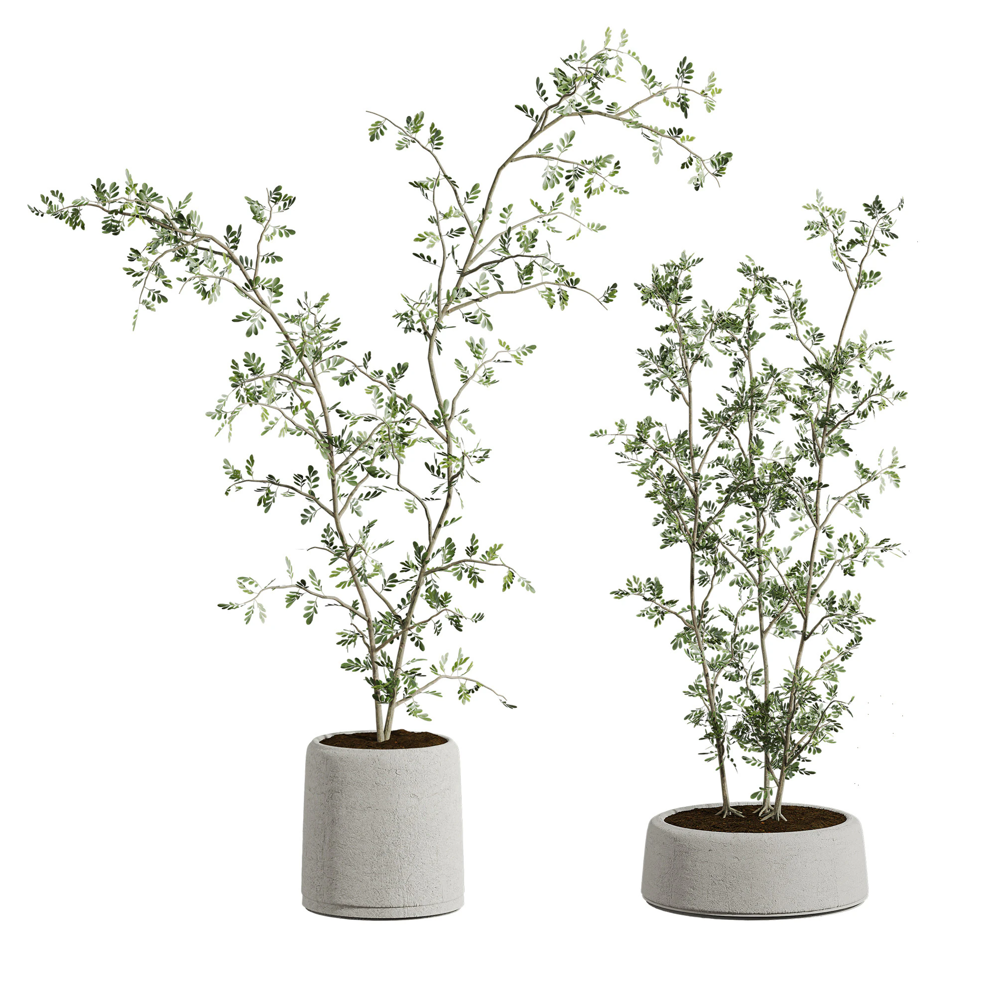 Plants set 3D Model .c4d .max .obj .3ds .fbx .stl .blend