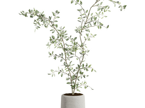 Plants set Model 3D