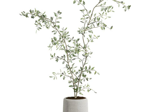Plants set 3D Model