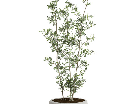 Plants set Model 3D