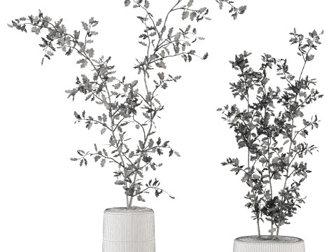 Plants set Model 3D