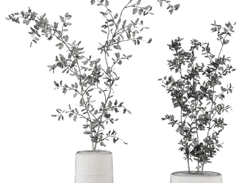 Plants set 3D Model