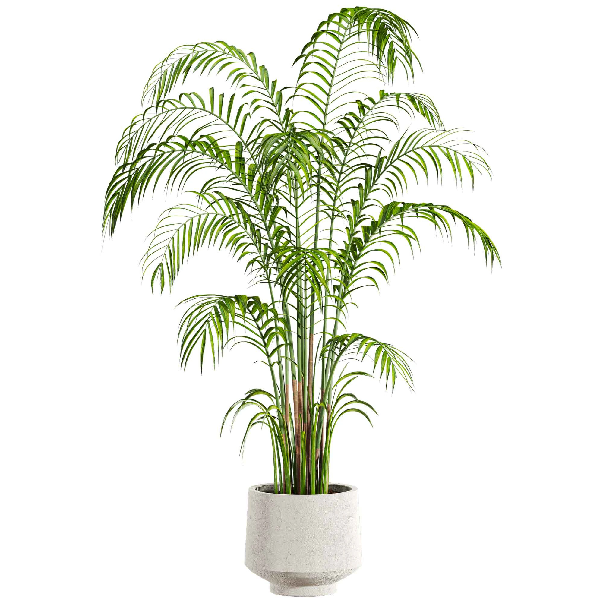 Plant 3D Model .c4d .max .obj .3ds .fbx .stl .blend 