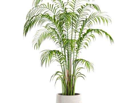 Plant Modelo 3D