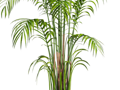 Plant 3Dモデル
