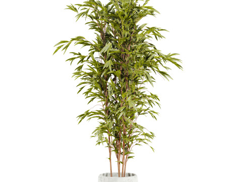 Bamboo 3D Model