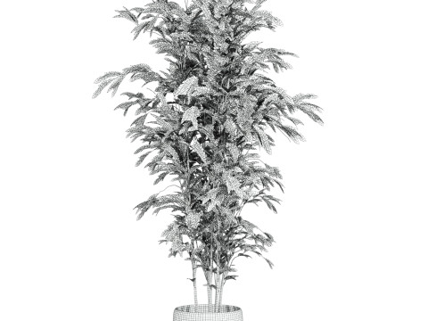 Bamboo Modelo 3D