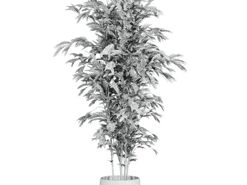 Bamboo 3D Model
