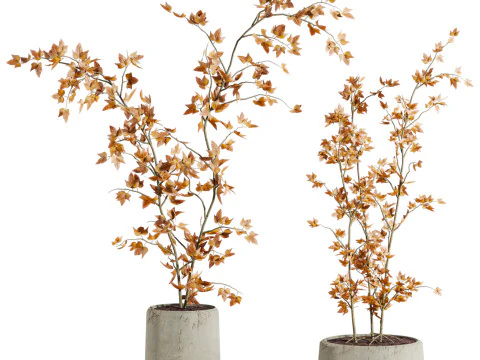 Conjunto de plantas Modelo 3D