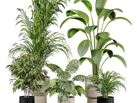 Plants set 3D 모델