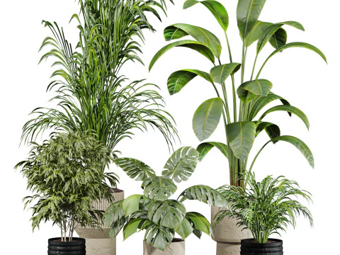 Conjunto de plantas Modelo 3D