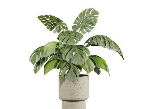 Plants set 3D Model