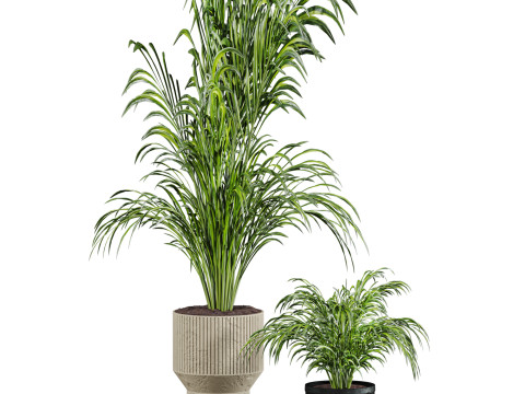 Plants set 3D Model