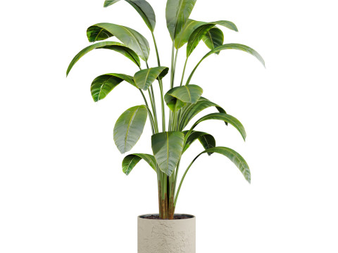 Plants set 3D Model